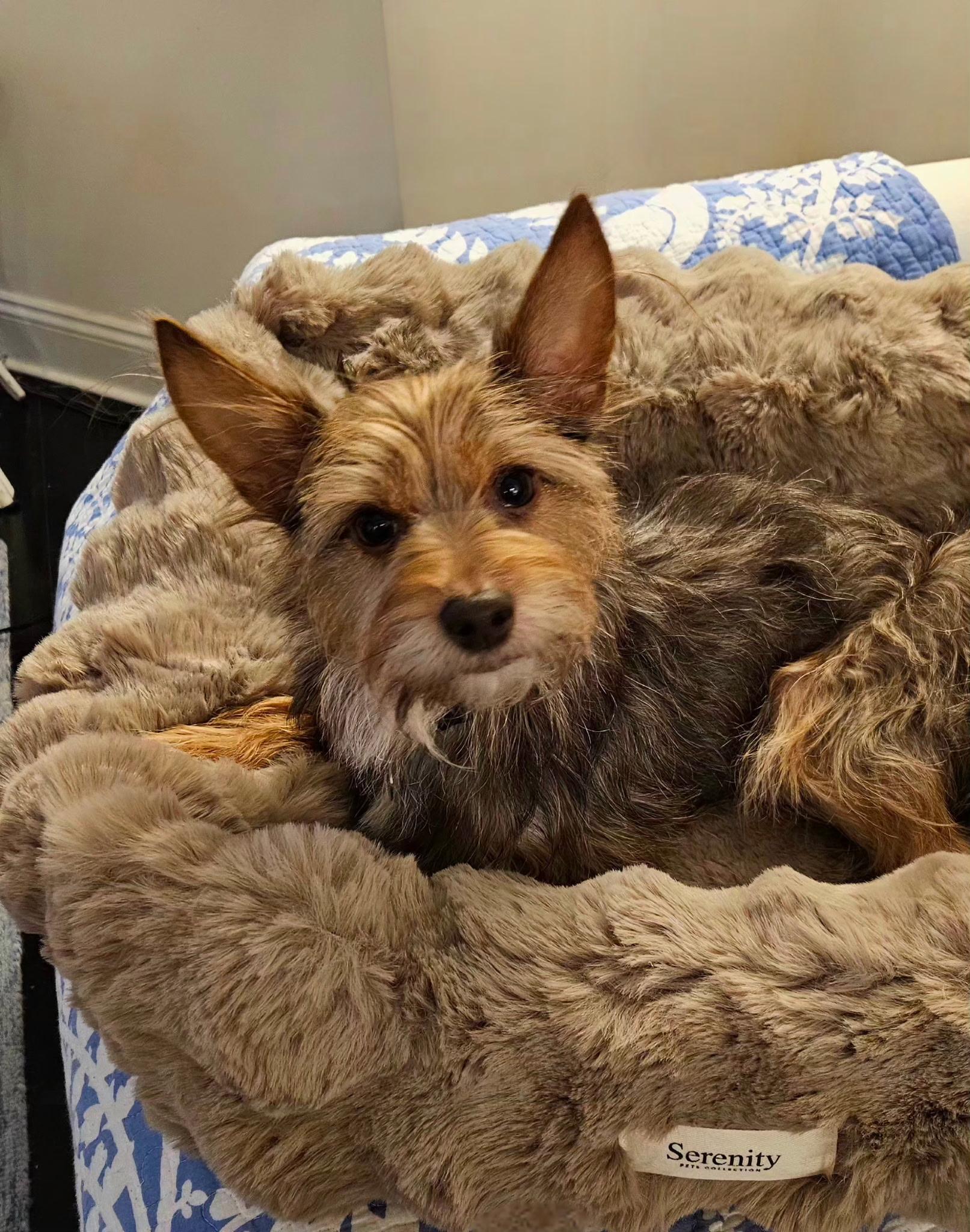 Enlarge Snickers, a Adoptable mixed breed in Greensboro, NC image 1/6