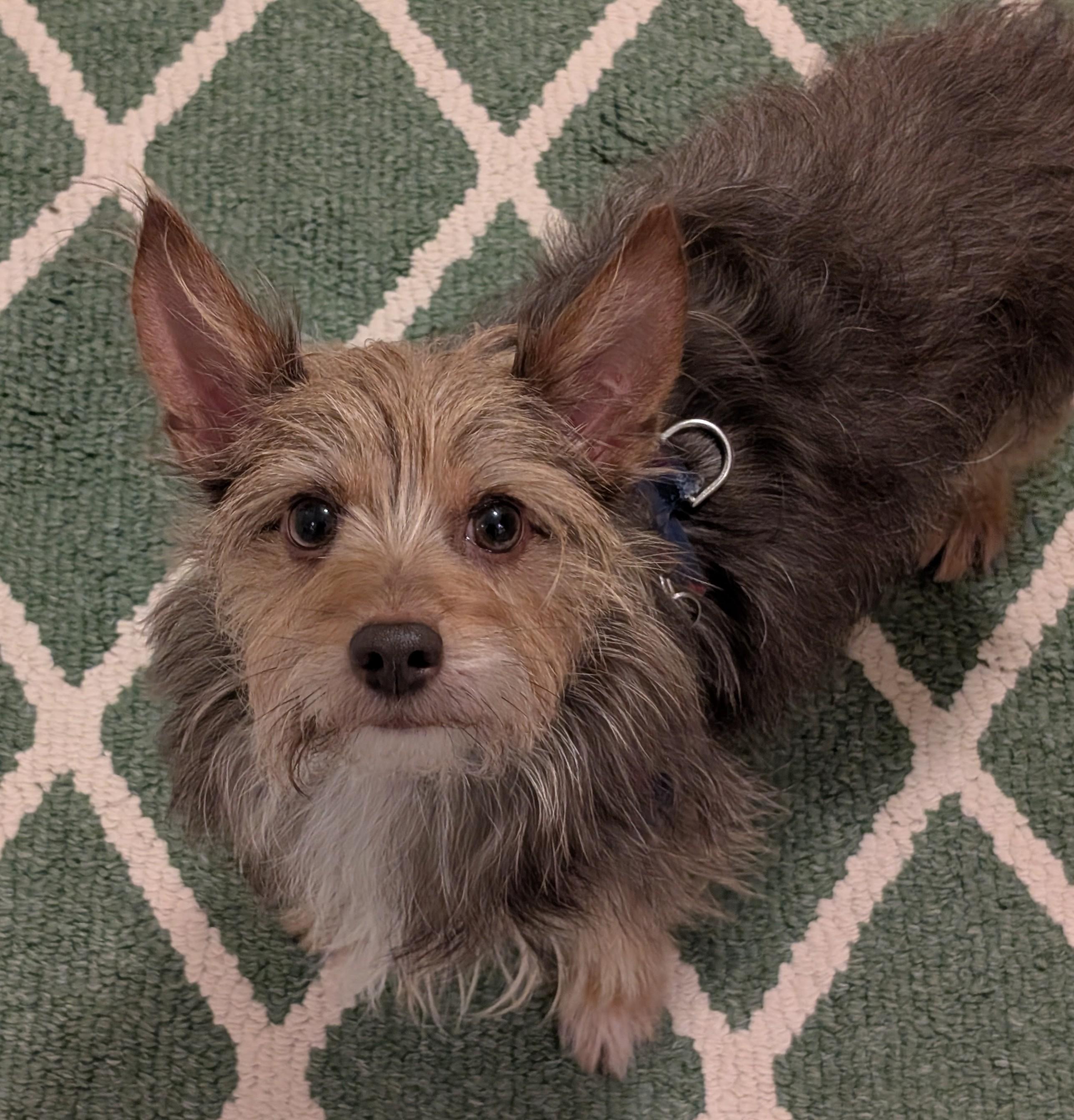 Enlarge Snickers, a Adoptable mixed breed in Greensboro, NC image 3/6