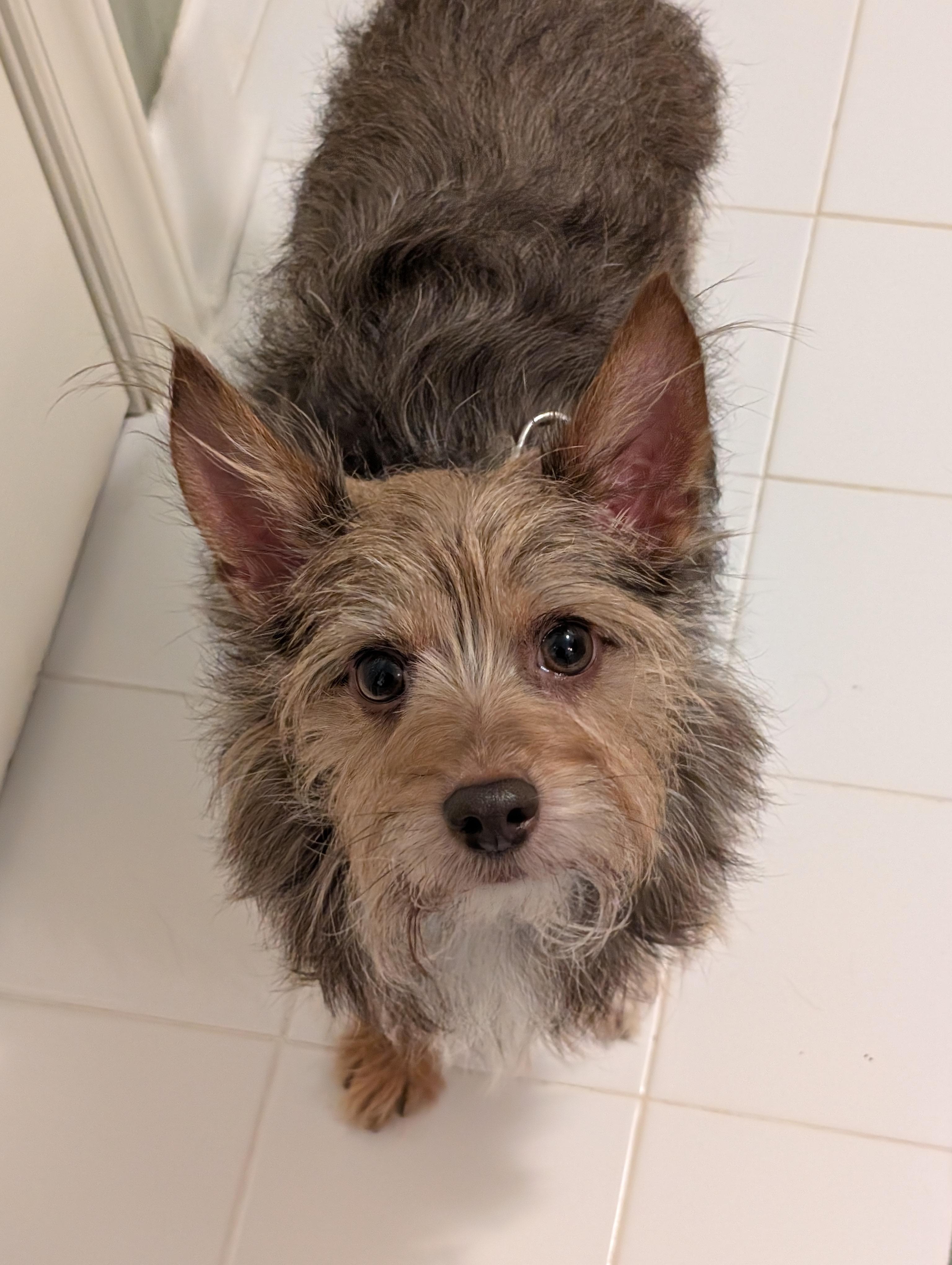 Enlarge Snickers, a Adoptable mixed breed in Greensboro, NC image 6/6