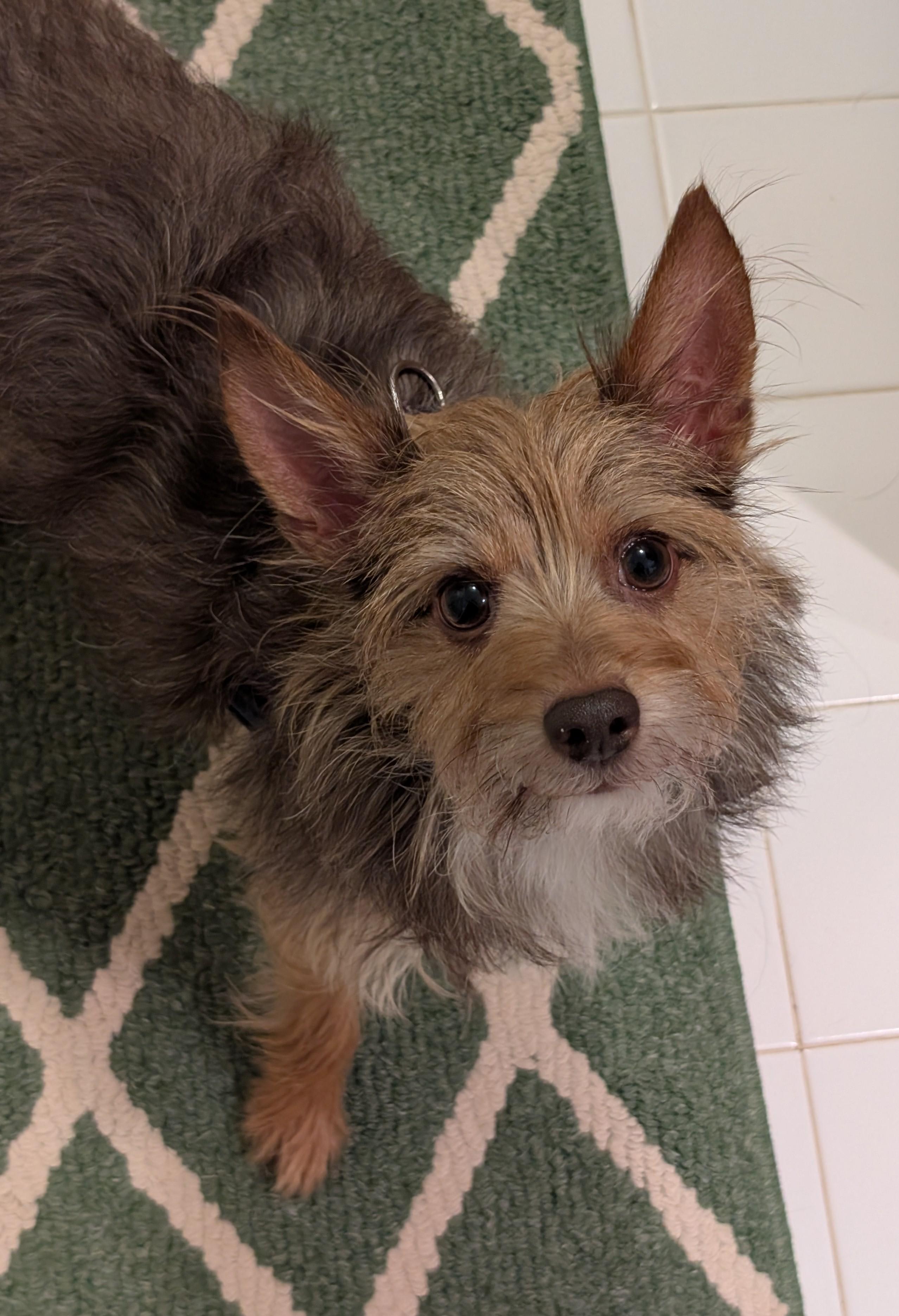 Snickers, Adoptable, Adult Male Yorkshire Terrier & Chihuahua.