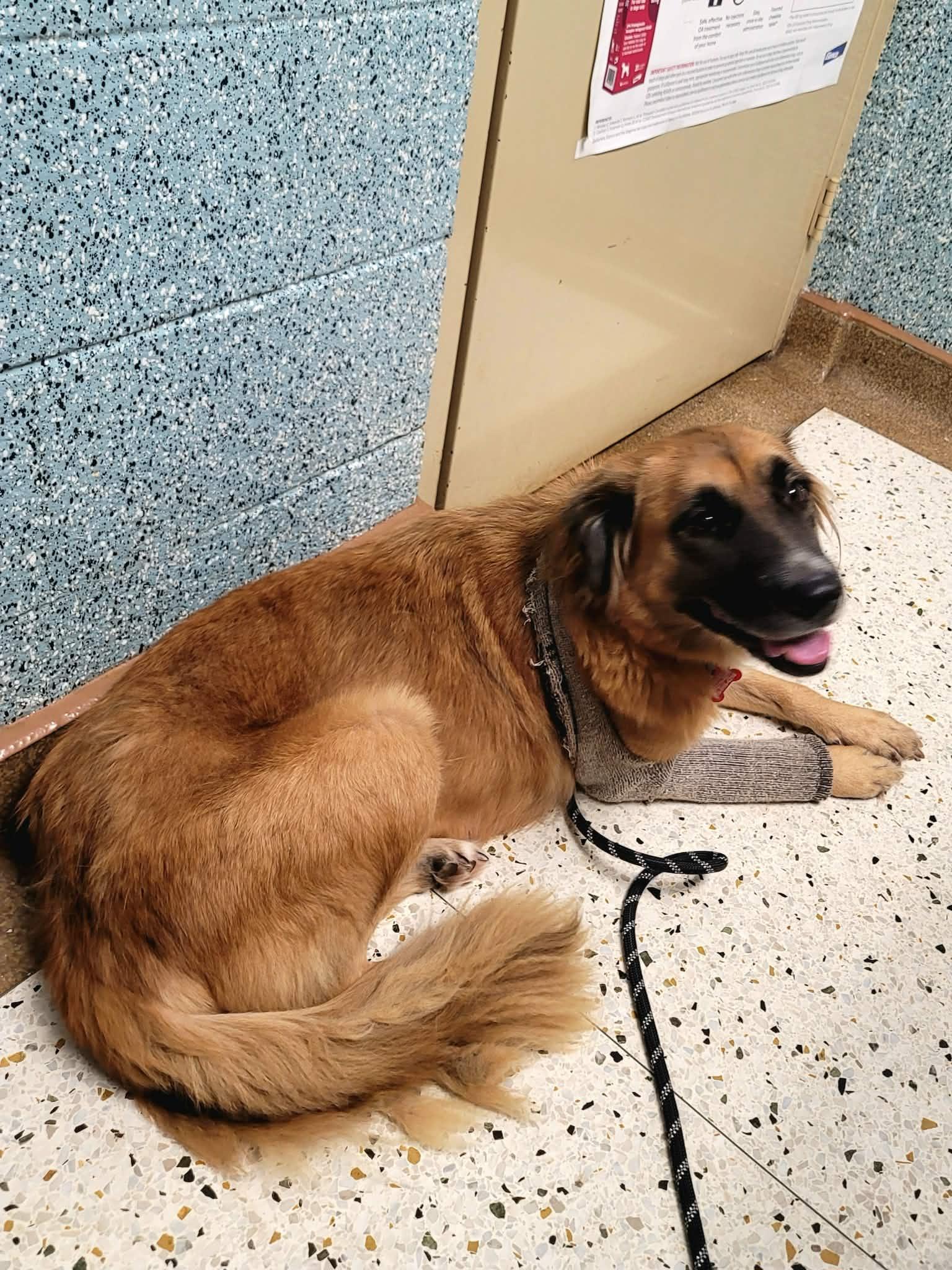 Bea, a Adoptable mixed breed in Kiowa, OK image 1/6