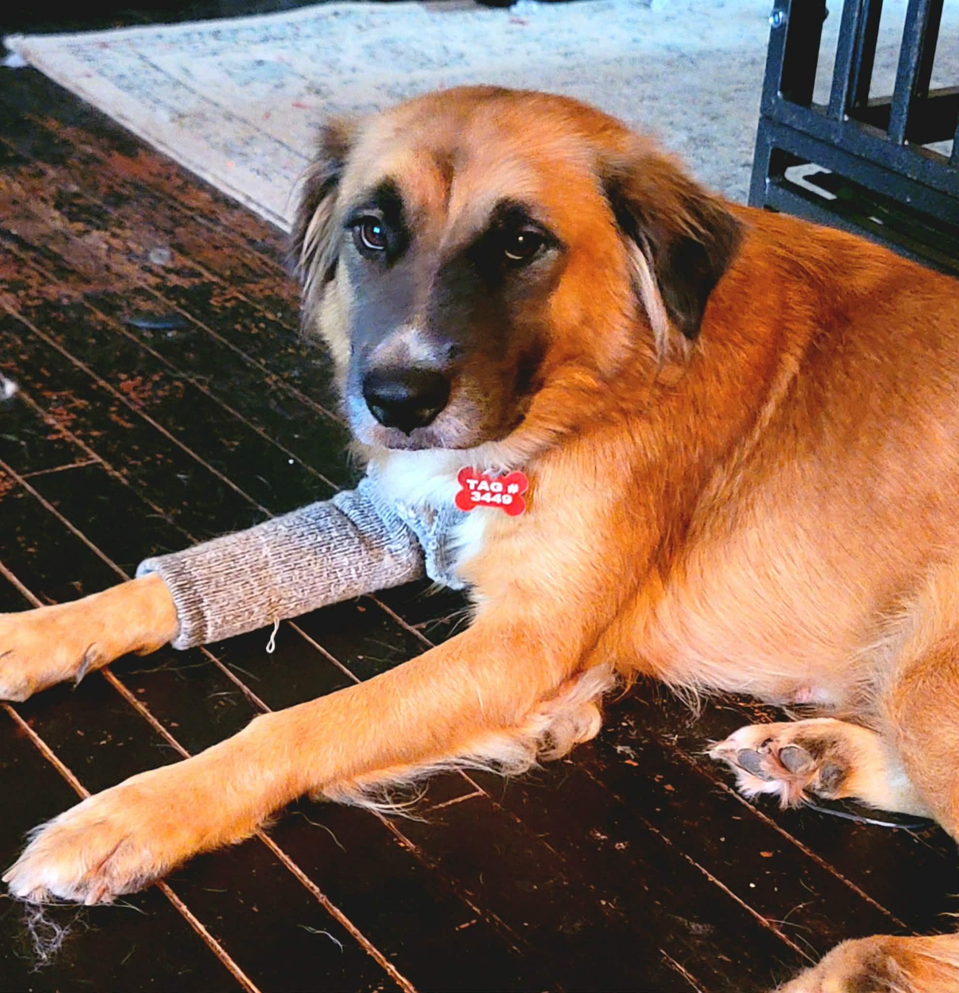 Bea, a Adoptable mixed breed in Kiowa, OK image 2/6