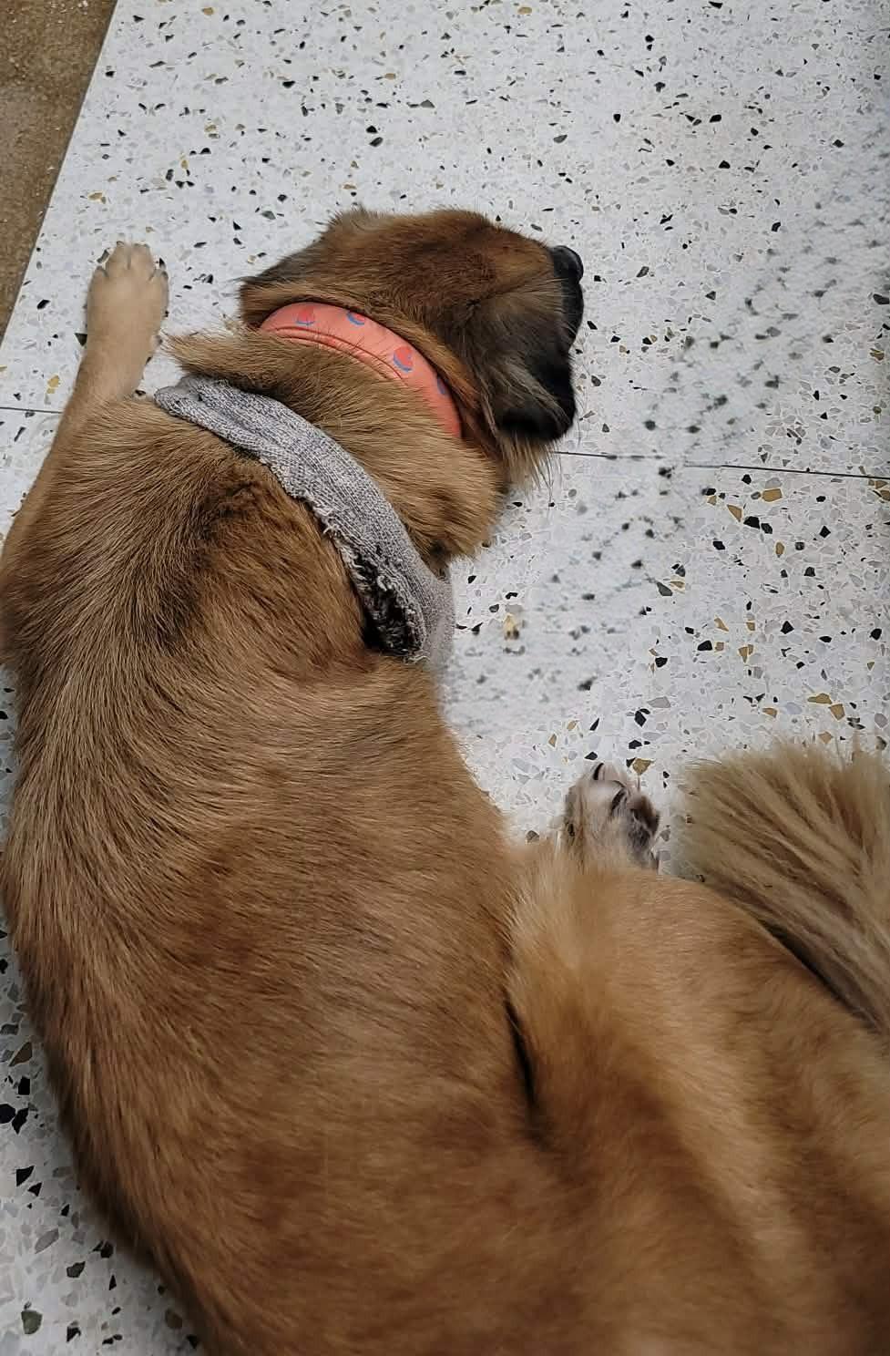 Bea, a Adoptable mixed breed in Kiowa, OK image 3/6