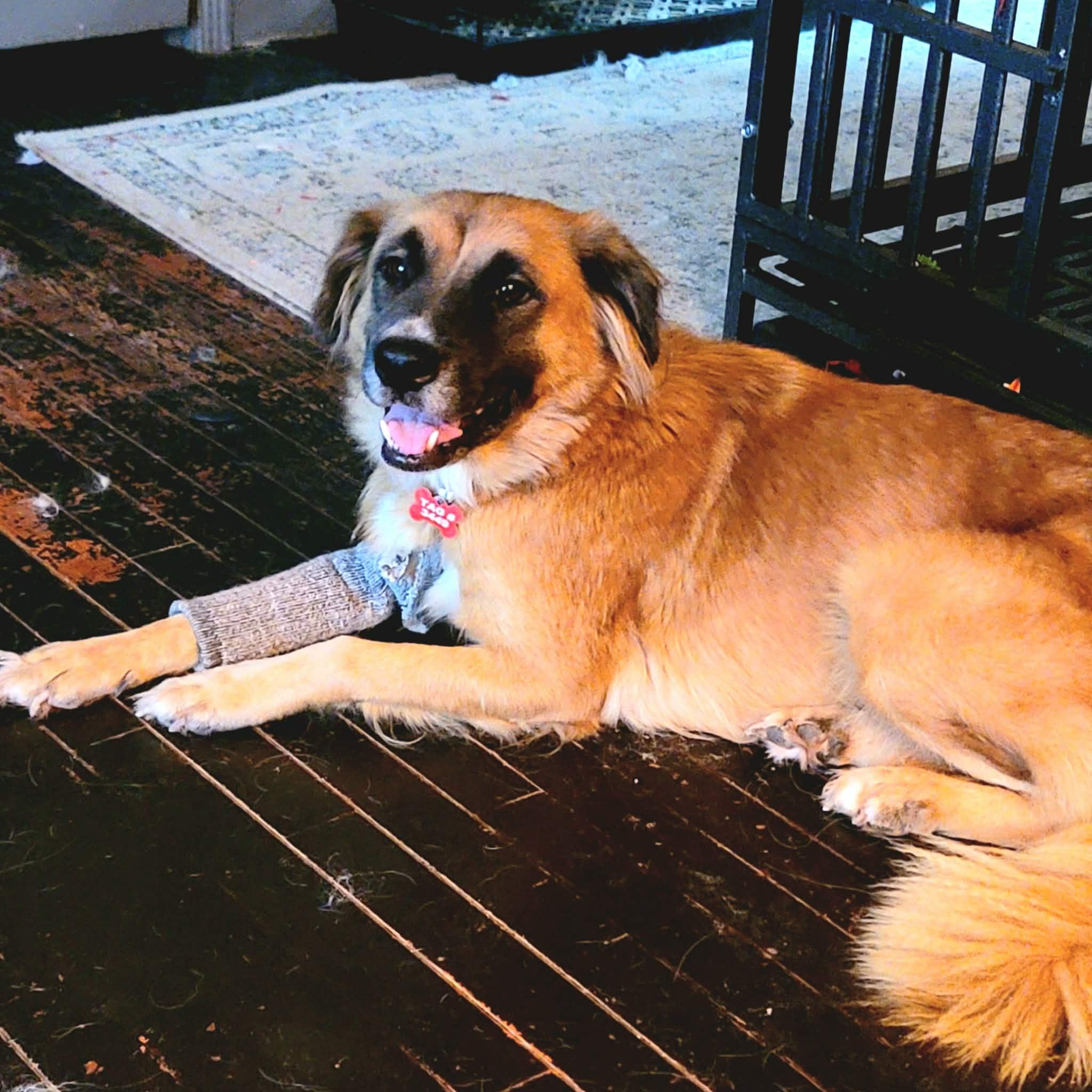 Bea, a Adoptable mixed breed in Kiowa, OK image 4/6