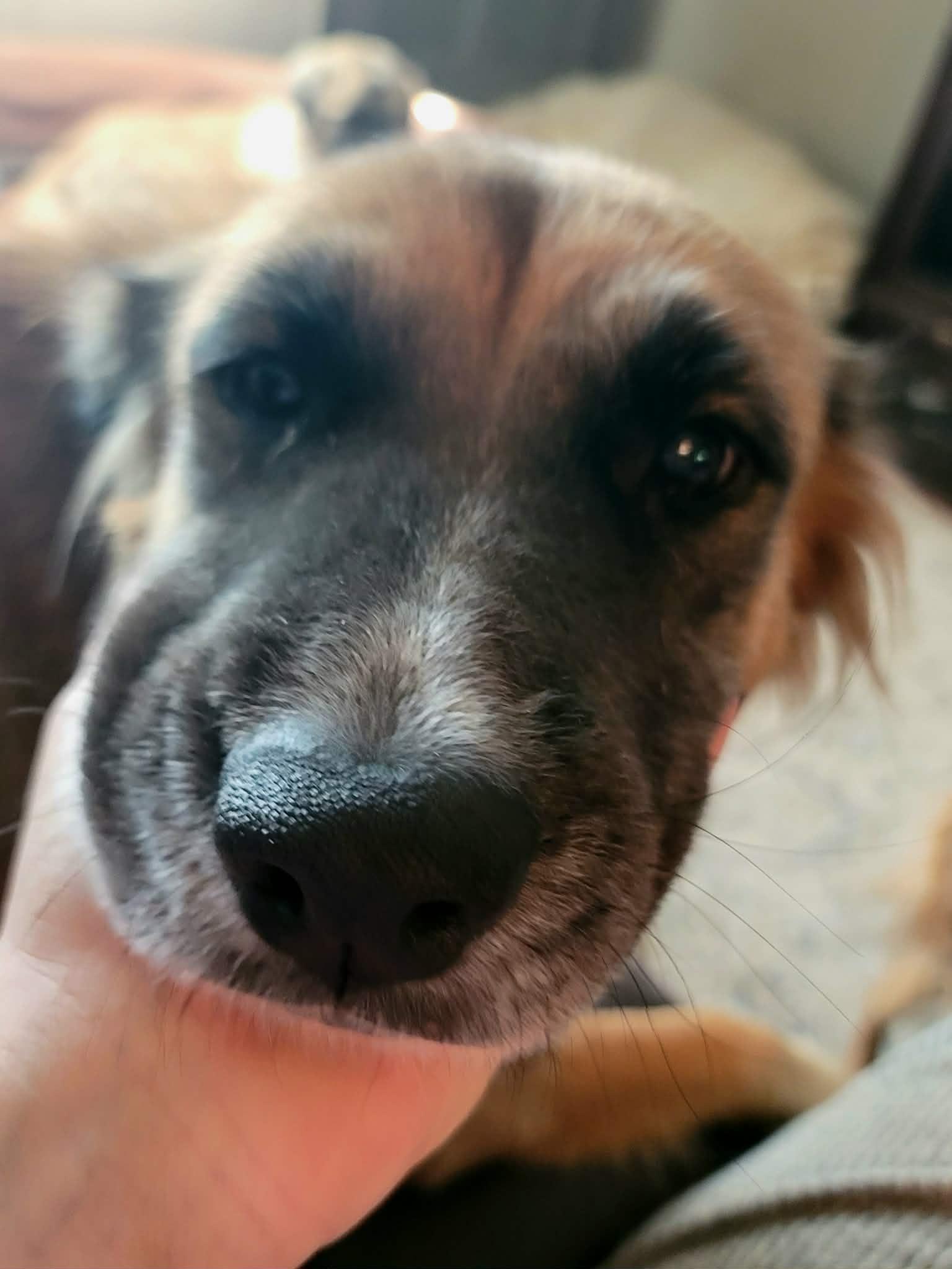 Bea, a Adoptable mixed breed in Kiowa, OK image 5/6