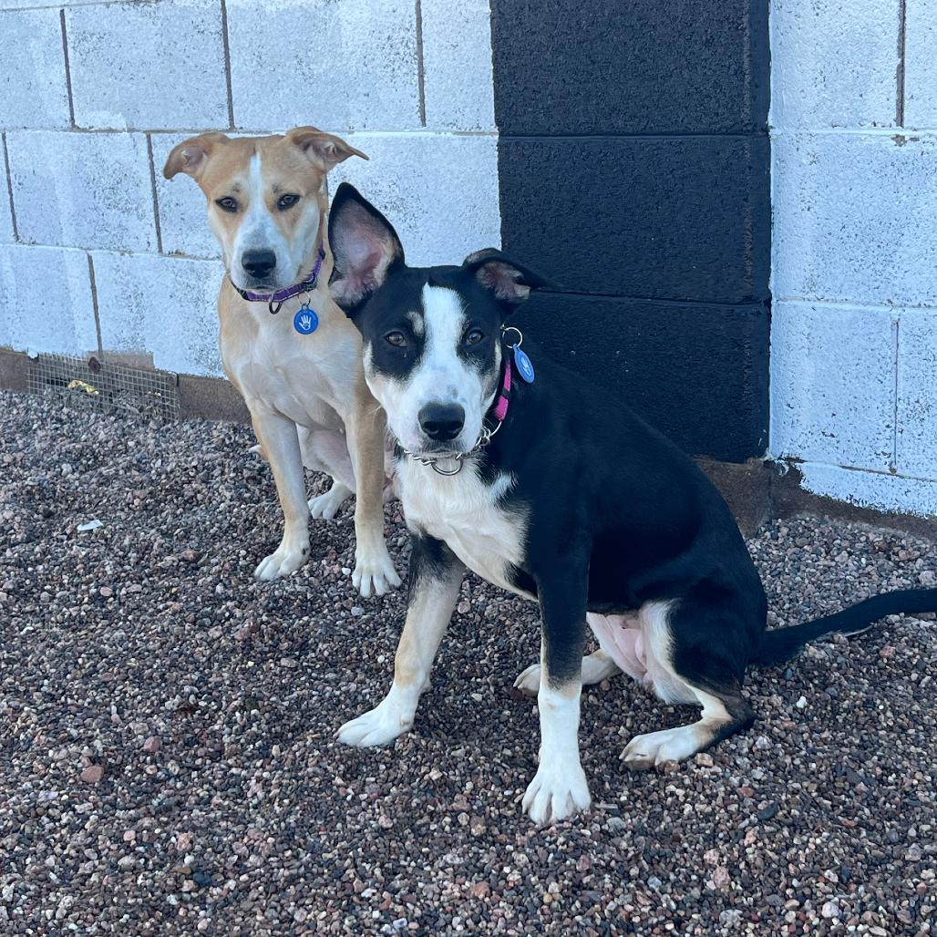 Gournay, Adoptable, Young Female Labrador Retriever.