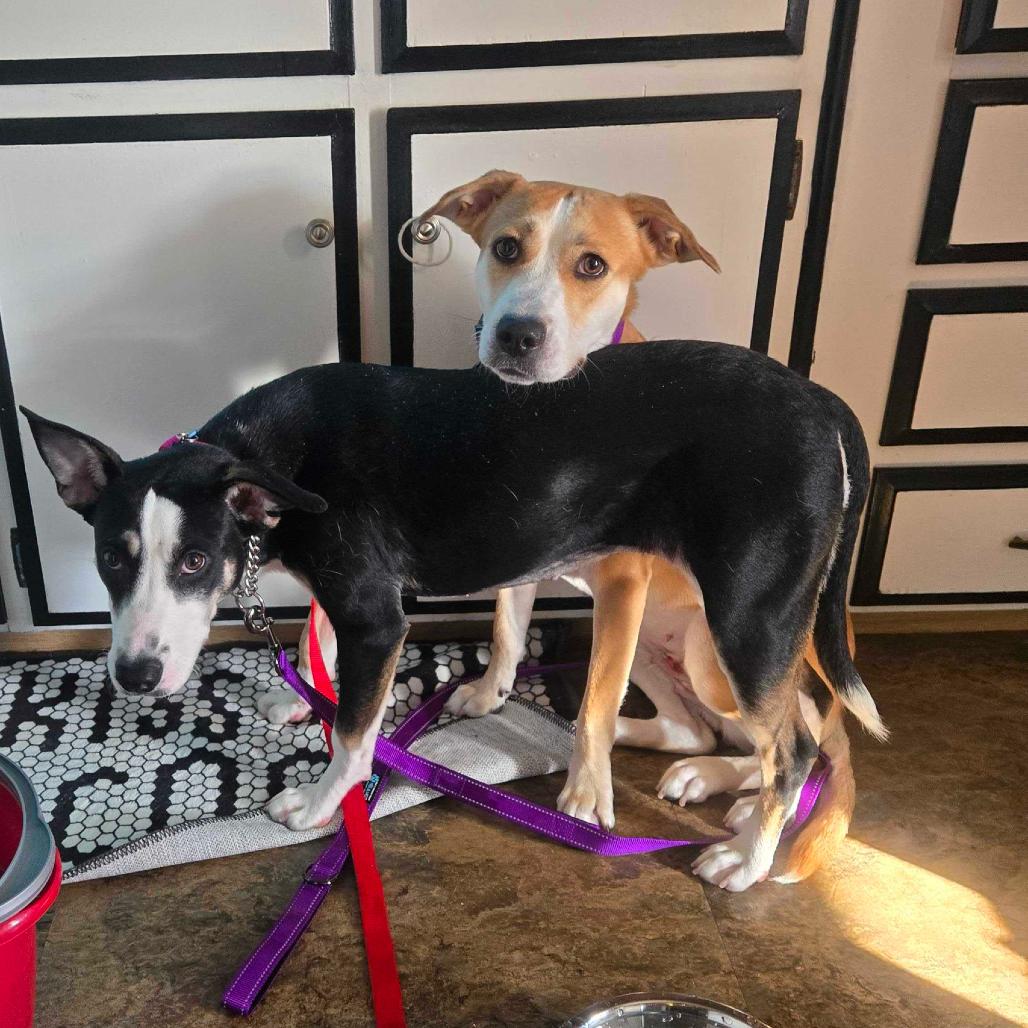 Enlarge Gournay, a Adoptable Labrador Retriever in Apache Junction, AZ image 2/6