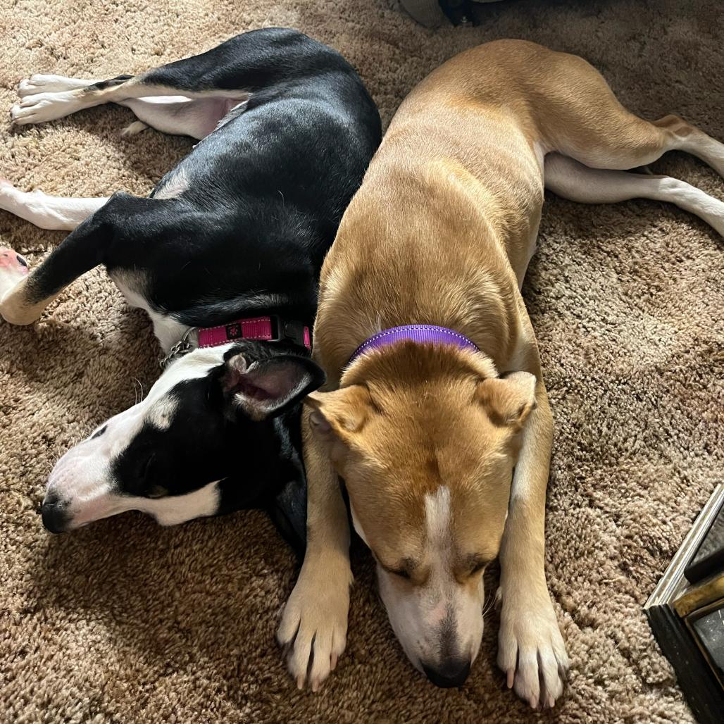 Enlarge Gournay, a Adoptable Labrador Retriever in Apache Junction, AZ image 3/6