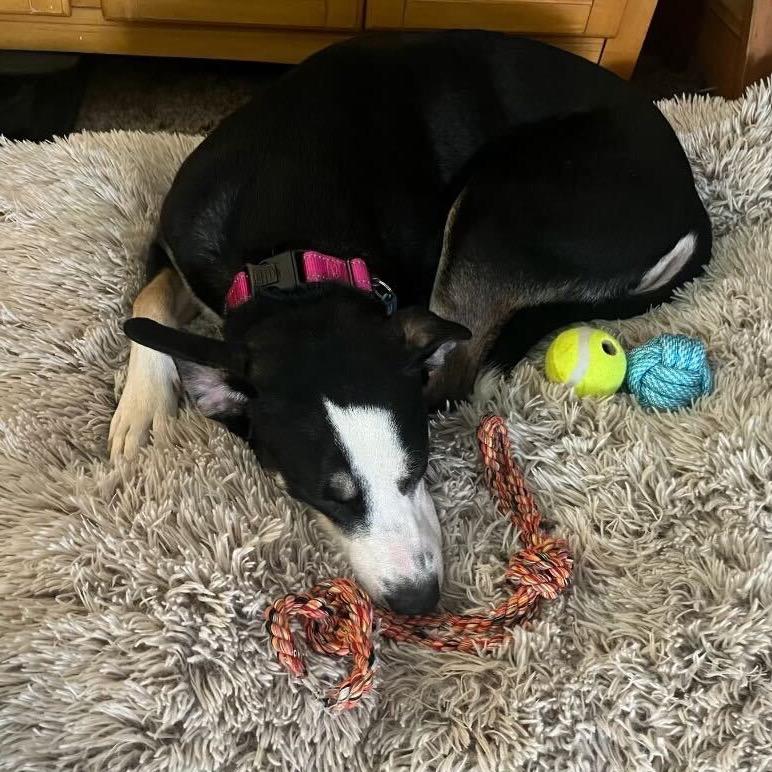 Enlarge Gournay, a Adoptable Labrador Retriever in Apache Junction, AZ image 4/6