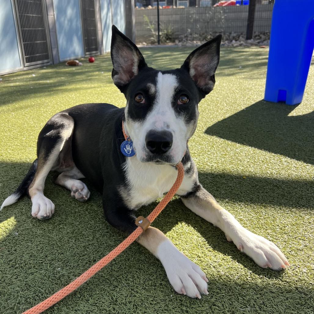 Enlarge Gournay, a Adoptable Labrador Retriever in Apache Junction, AZ image 5/6