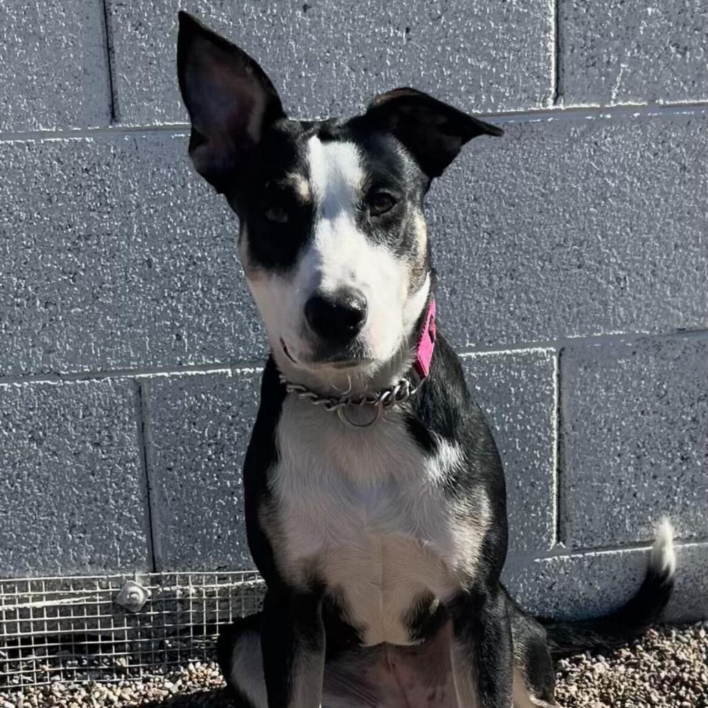 Enlarge Gournay, a Adoptable Labrador Retriever in Apache Junction, AZ image 5/6