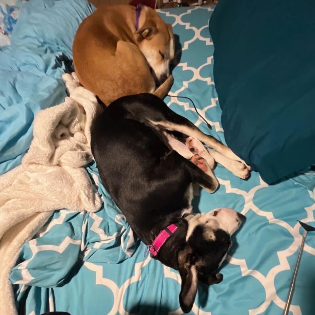 Enlarge Gournay, a Adoptable Labrador Retriever in Apache Junction, AZ image 6/6