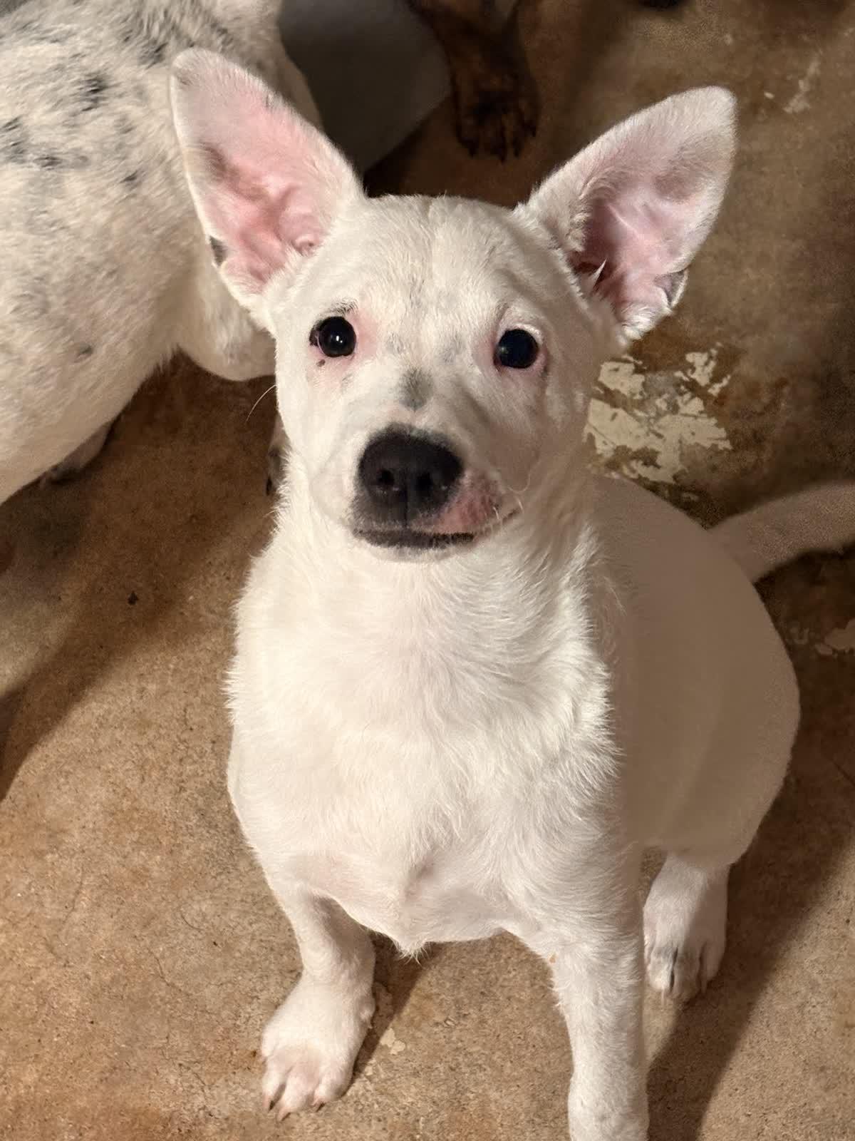 Enlarge Snickers, a Adoptable mixed breed in Tallahassee, FL image 2/2
