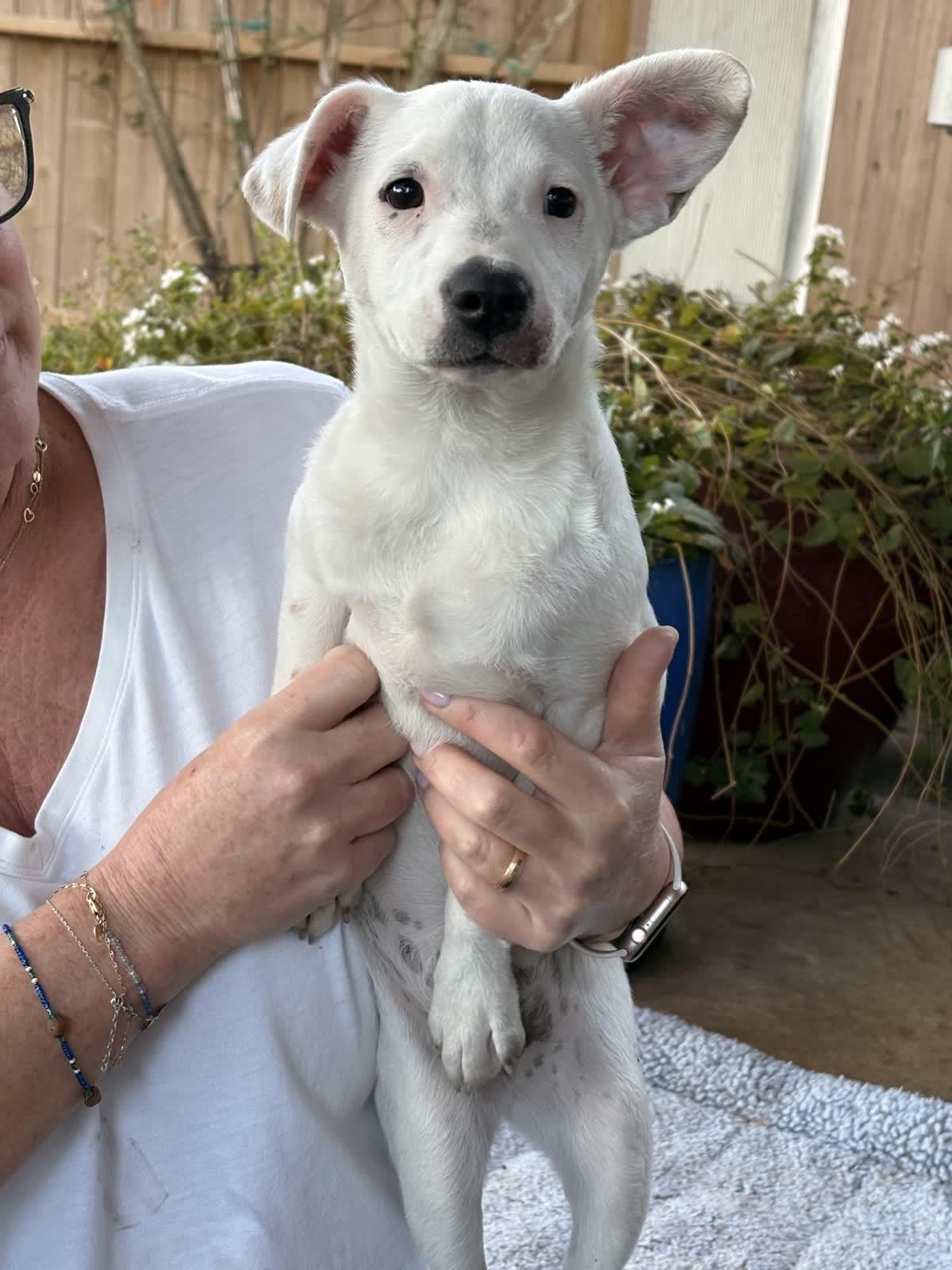 Enlarge Snickers, a Adoptable mixed breed in Tallahassee, FL image 1/2