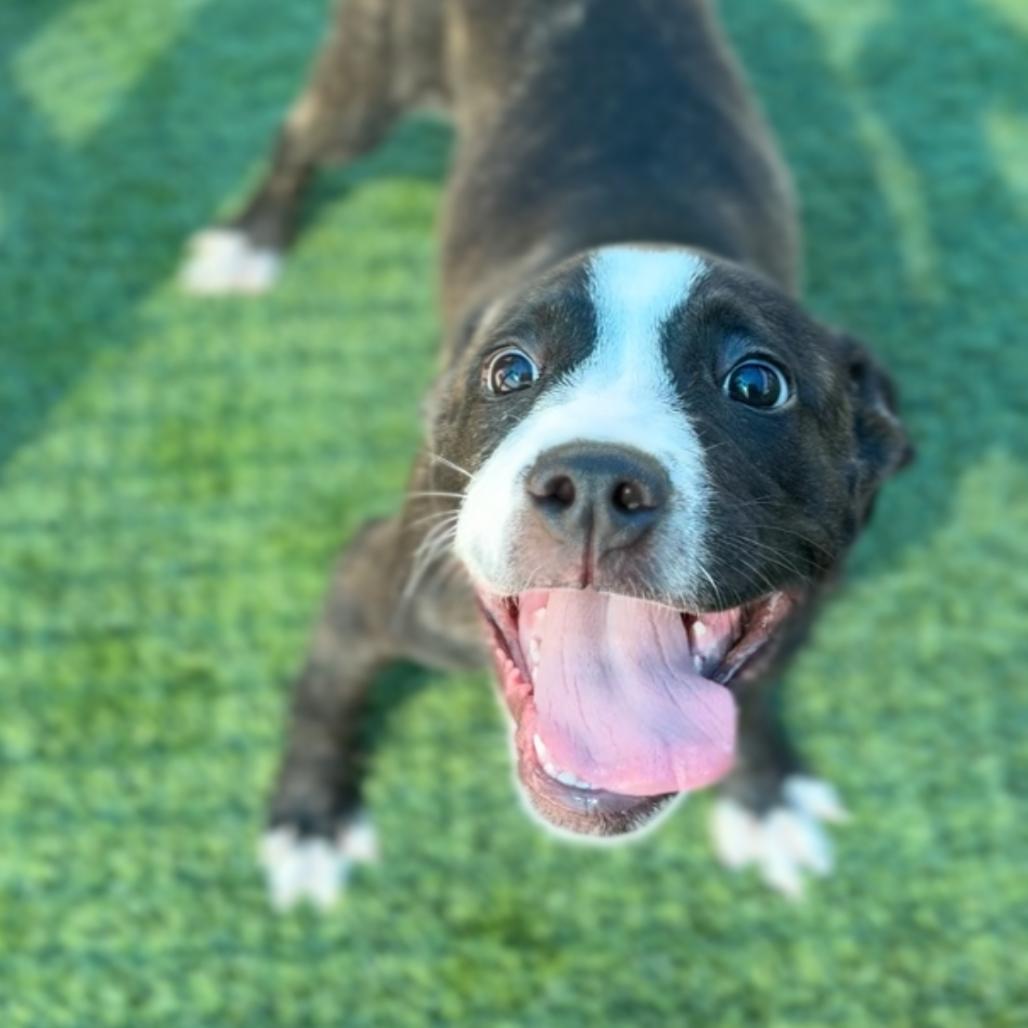 Shimmer A5798928, Adoptable, Puppy Female Boxer.