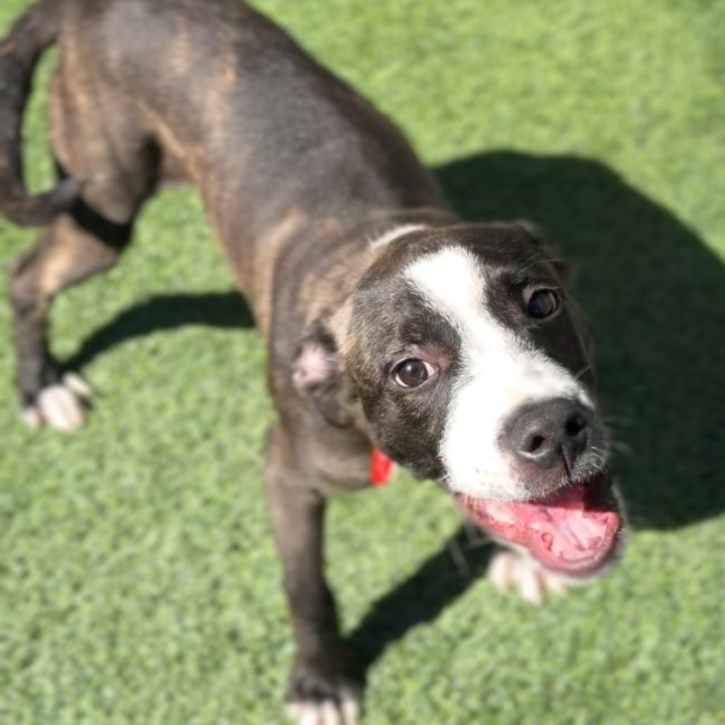 Enlarge Shimmer A5798928, a Adoptable Boxer in Mission Hills, CA image 2/6