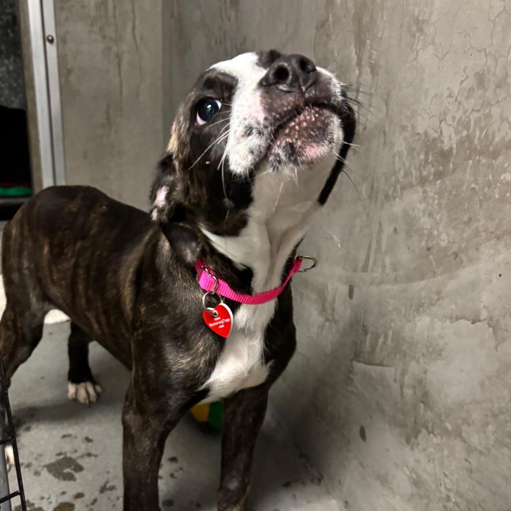 Enlarge Shimmer A5798928, a Adoptable Boxer in Mission Hills, CA image 3/6