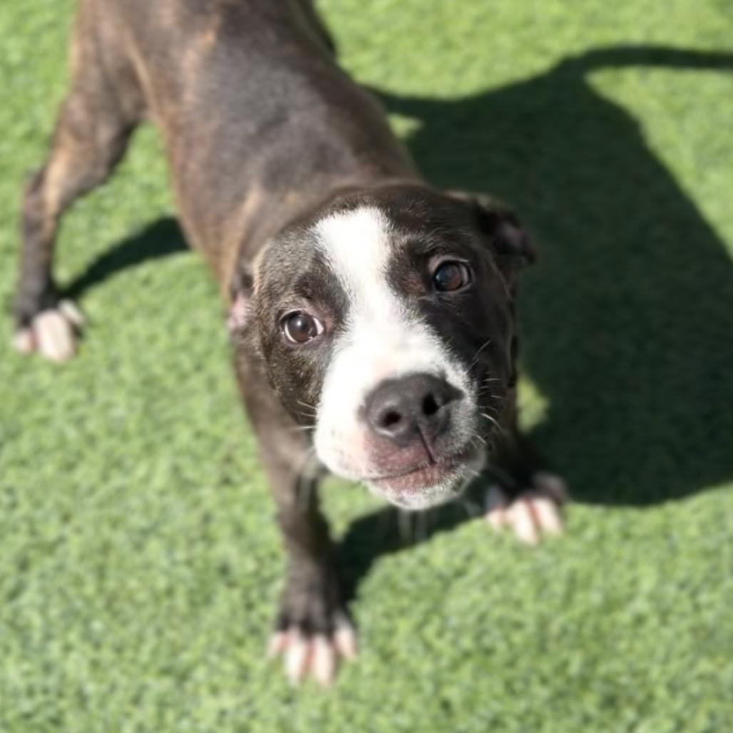 Enlarge Shimmer A5798928, a Adoptable Boxer in Mission Hills, CA image 4/6