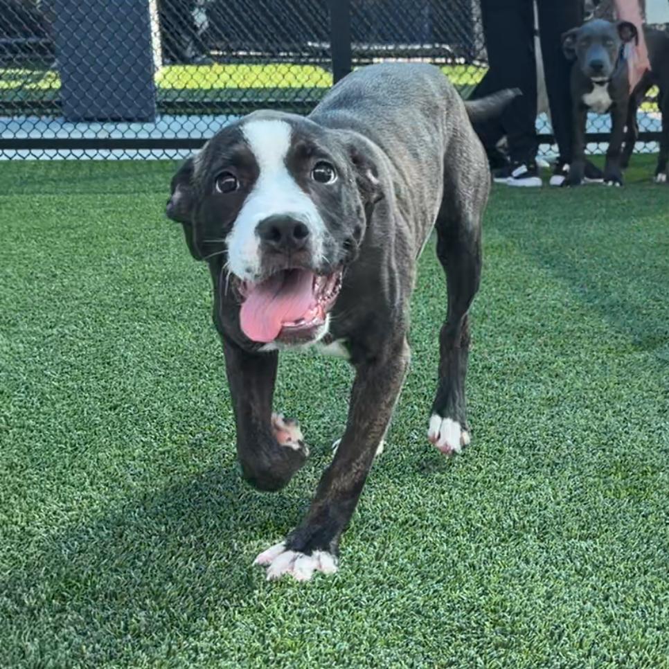 Enlarge Shimmer A5798928, a Adoptable Boxer in Mission Hills, CA image 5/6