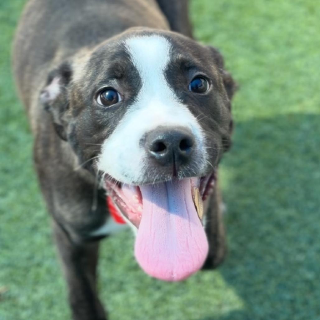 Enlarge Shimmer A5798928, a Adoptable Boxer in Mission Hills, CA image 6/6