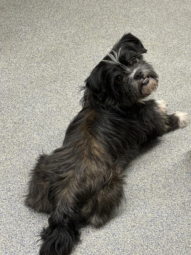 Pete, an adopted Shih Tzu in Turners Falls, MA image 1/4