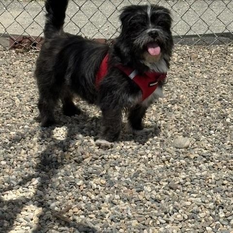 Pete, a ADOPTABLE Shih Tzu in Turners Falls, MA image 4/4