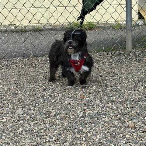 Pete, a ADOPTABLE Shih Tzu in Turners Falls, MA image 3/4