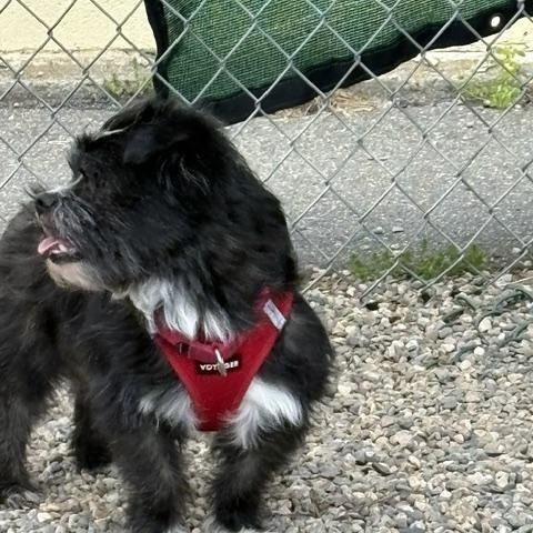 Pete, a ADOPTABLE Shih Tzu in Turners Falls, MA image 2/4