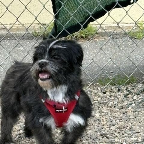 Pete, a ADOPTABLE Shih Tzu in Turners Falls, MA image 1/4