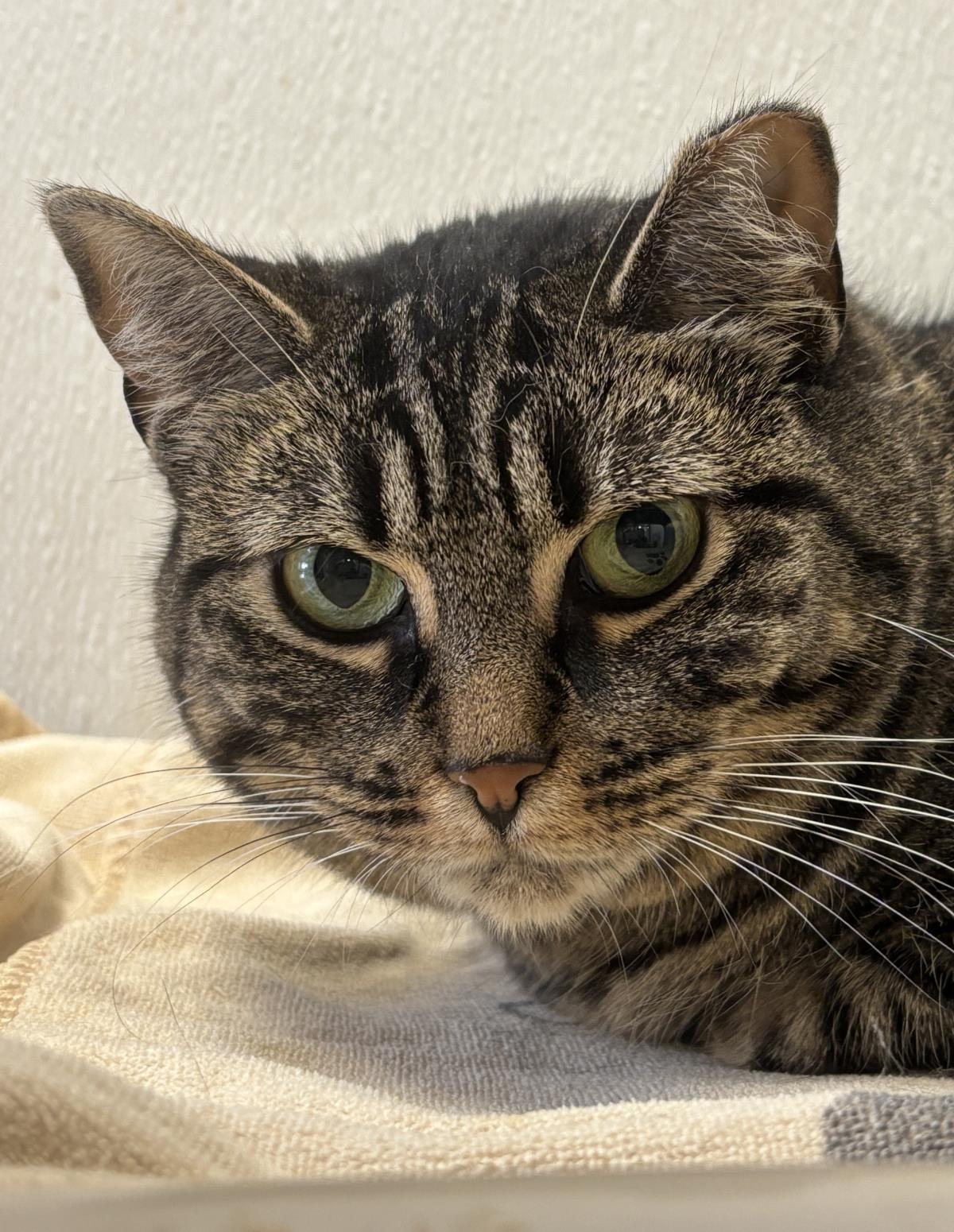 Glimmer, Adoptable, Adult Female Domestic Short Hair.