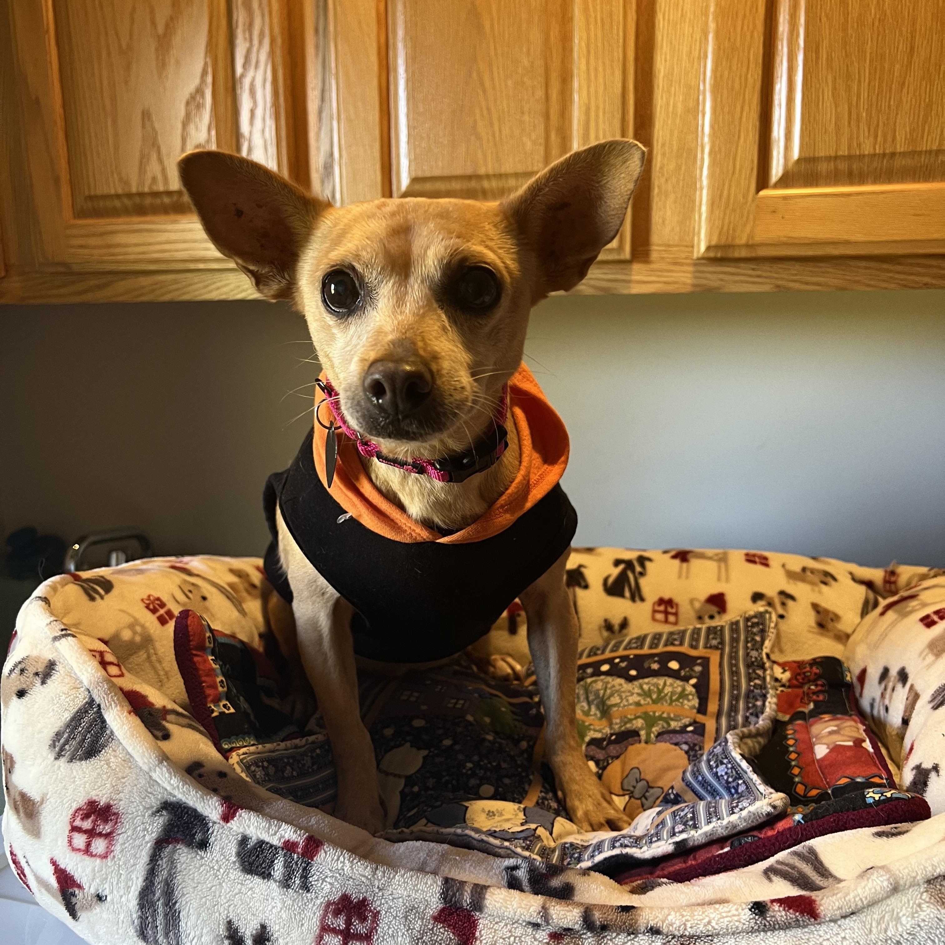 Enlarge Charletha, a Adoptable Chihuahua in Armada, MI image 3/3