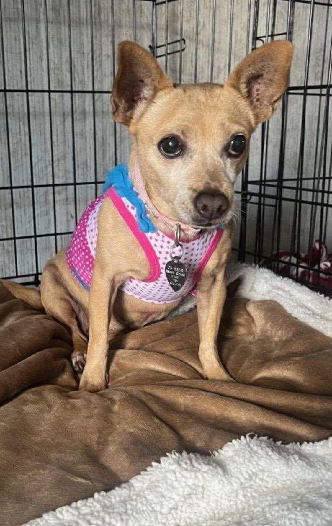 Enlarge Charletha, a Adoptable Chihuahua in Armada, MI image 1/1