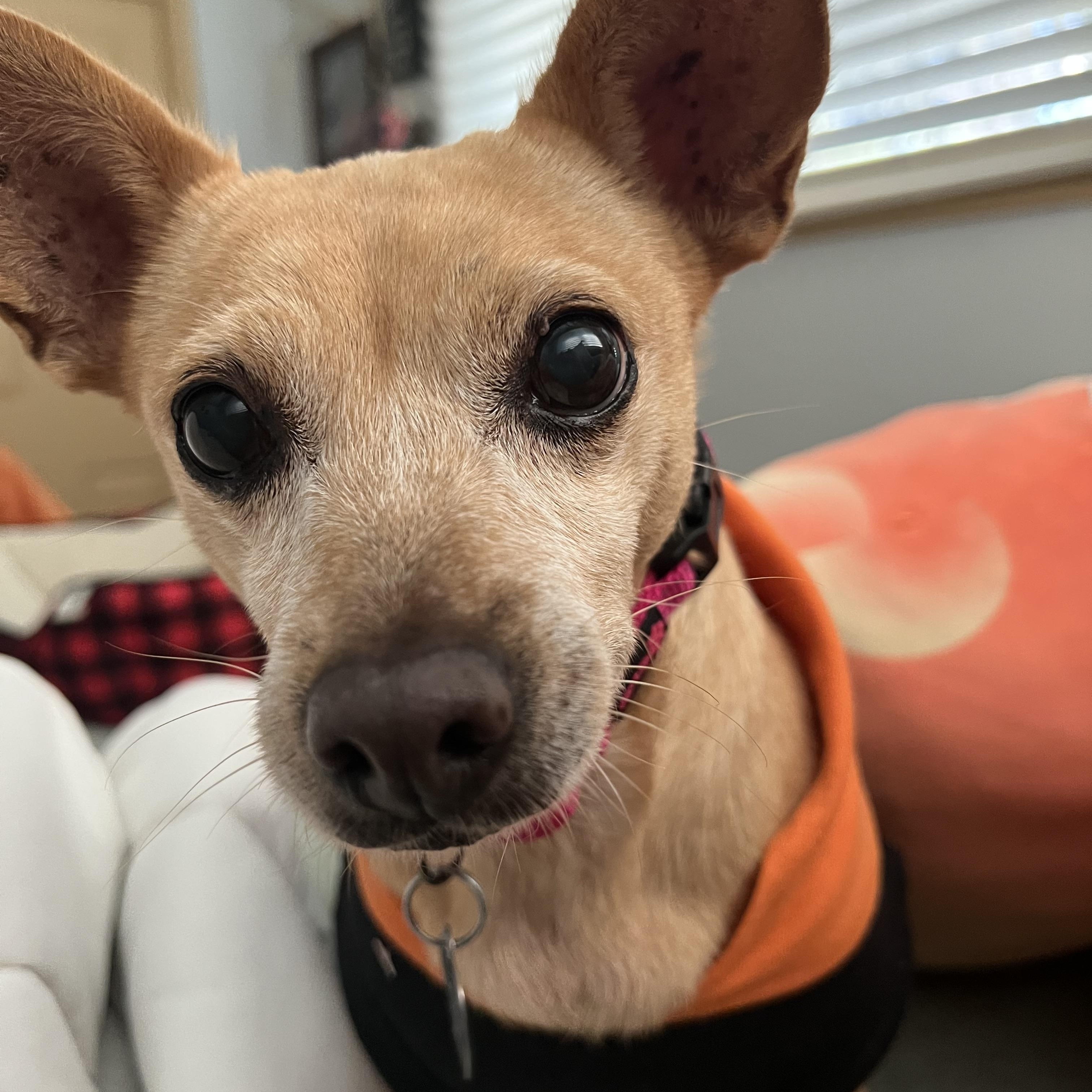 Charletha, Adoptable, Adult Female Chihuahua.