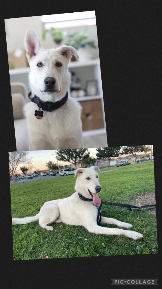 Enlarge Willie, a Adoptable Shepherd in Orange, CA image 1/1