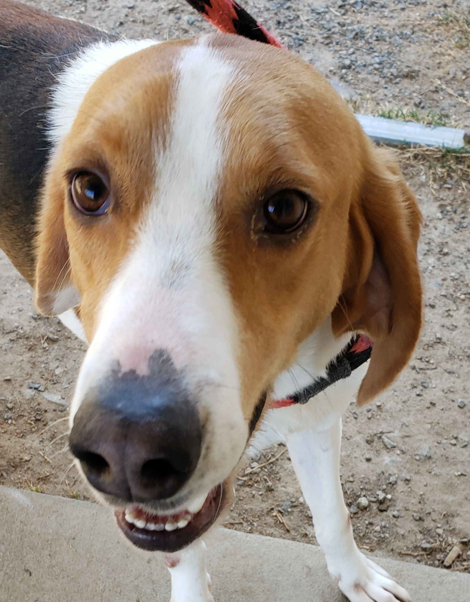 Enlarge GIBSON, a Adoptable Foxhound in Tappahannock, VA image 2/6