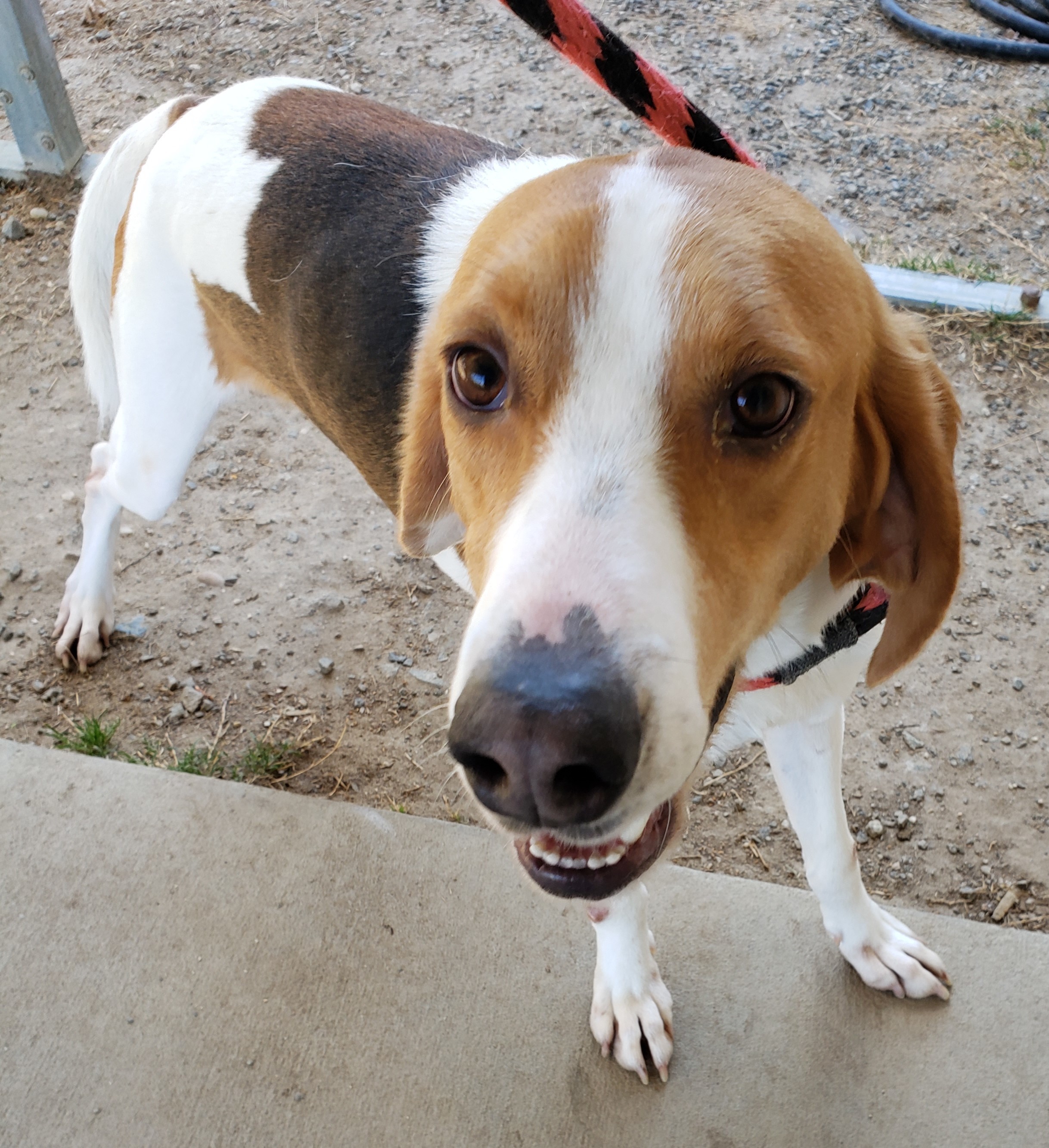 Enlarge GIBSON, a Adoptable Foxhound in Tappahannock, VA image 3/6