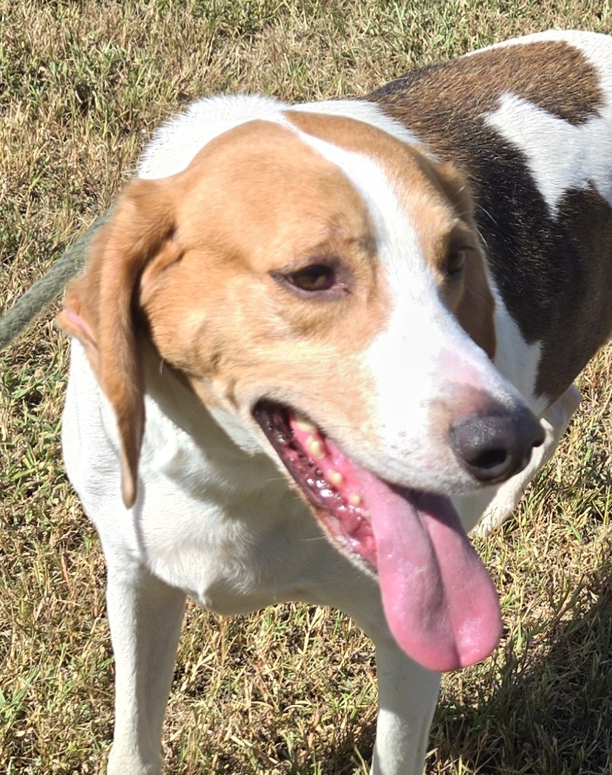 Enlarge GIBSON, a Adoptable Foxhound in Tappahannock, VA image 1/6