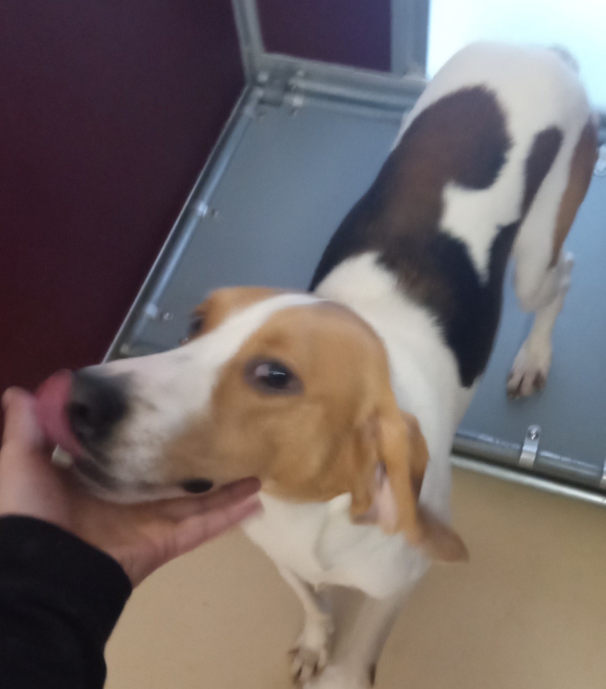 Enlarge GIBSON, a Adoptable Foxhound in Tappahannock, VA image 4/6