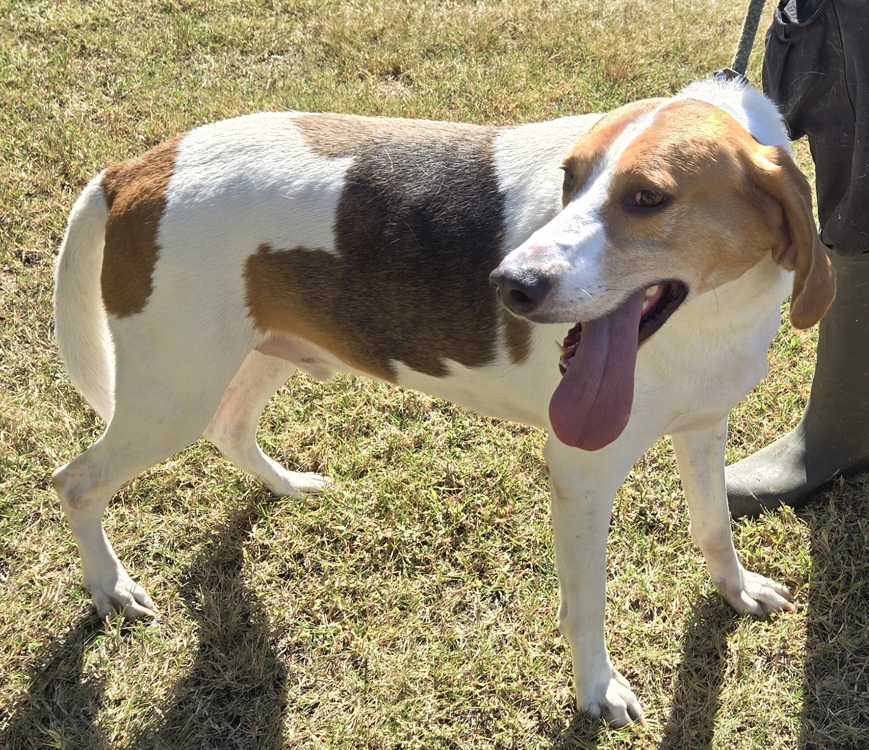 Enlarge GIBSON, a Adoptable Foxhound in Tappahannock, VA image 5/6