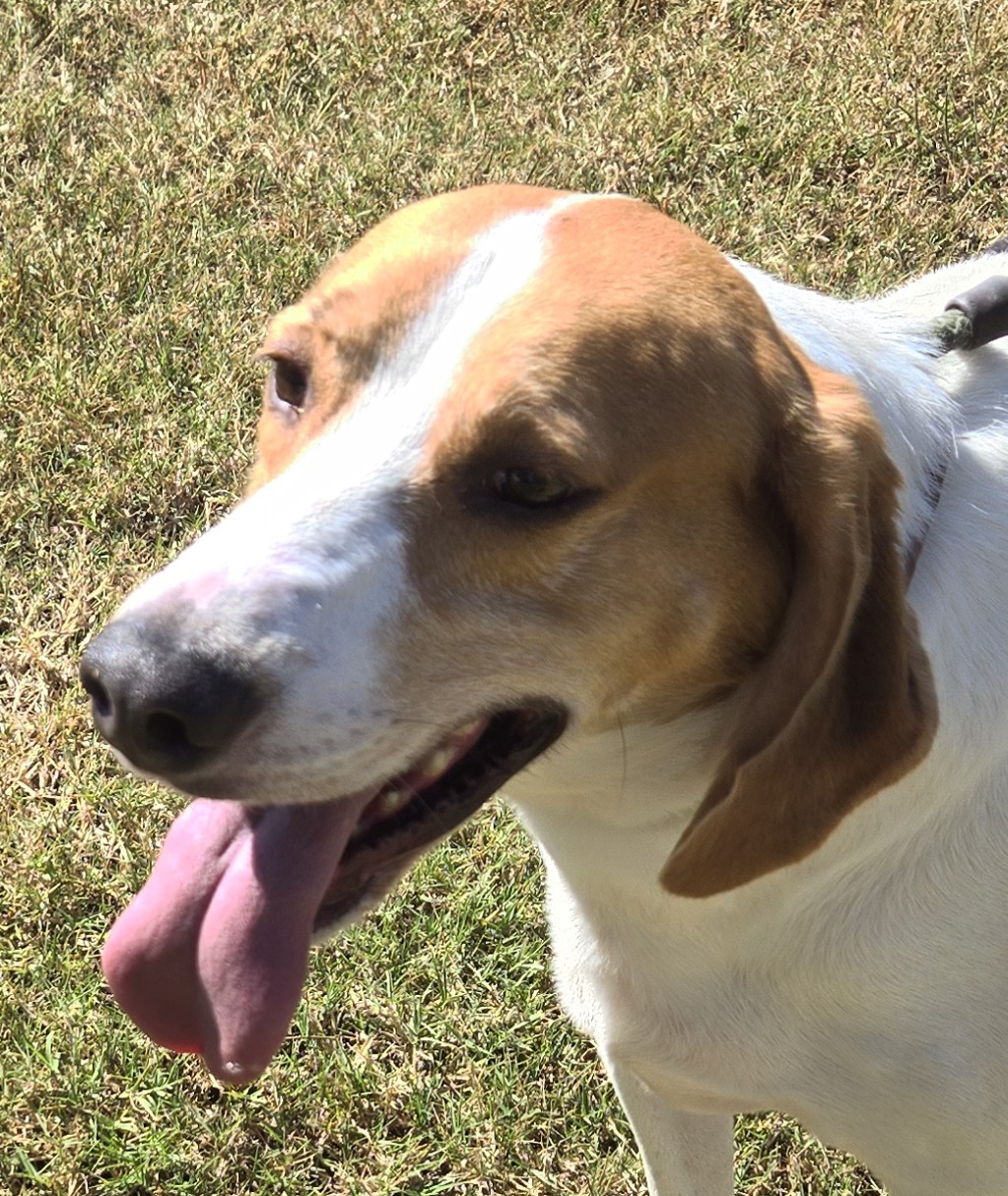Enlarge GIBSON, a Adoptable Foxhound in Tappahannock, VA image 6/6