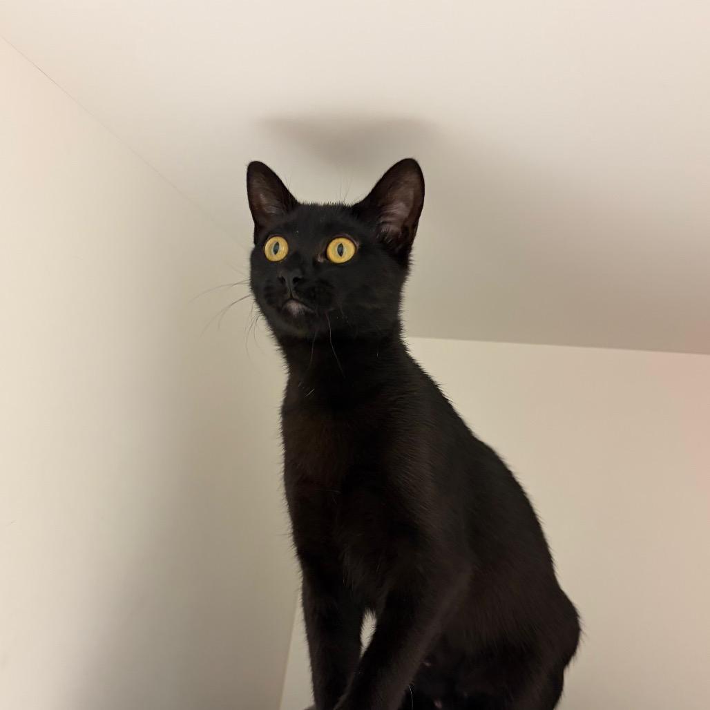 Onyx, Adoptable, Young Female Domestic Short Hair & Bombay.