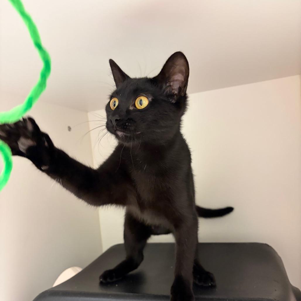 Enlarge Onyx, a Adoptable mixed breed in Nashville, TN image 2/6