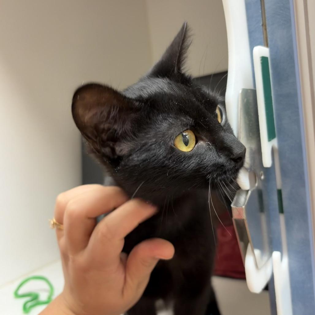 Enlarge Onyx, a Adoptable mixed breed in Nashville, TN image 3/6