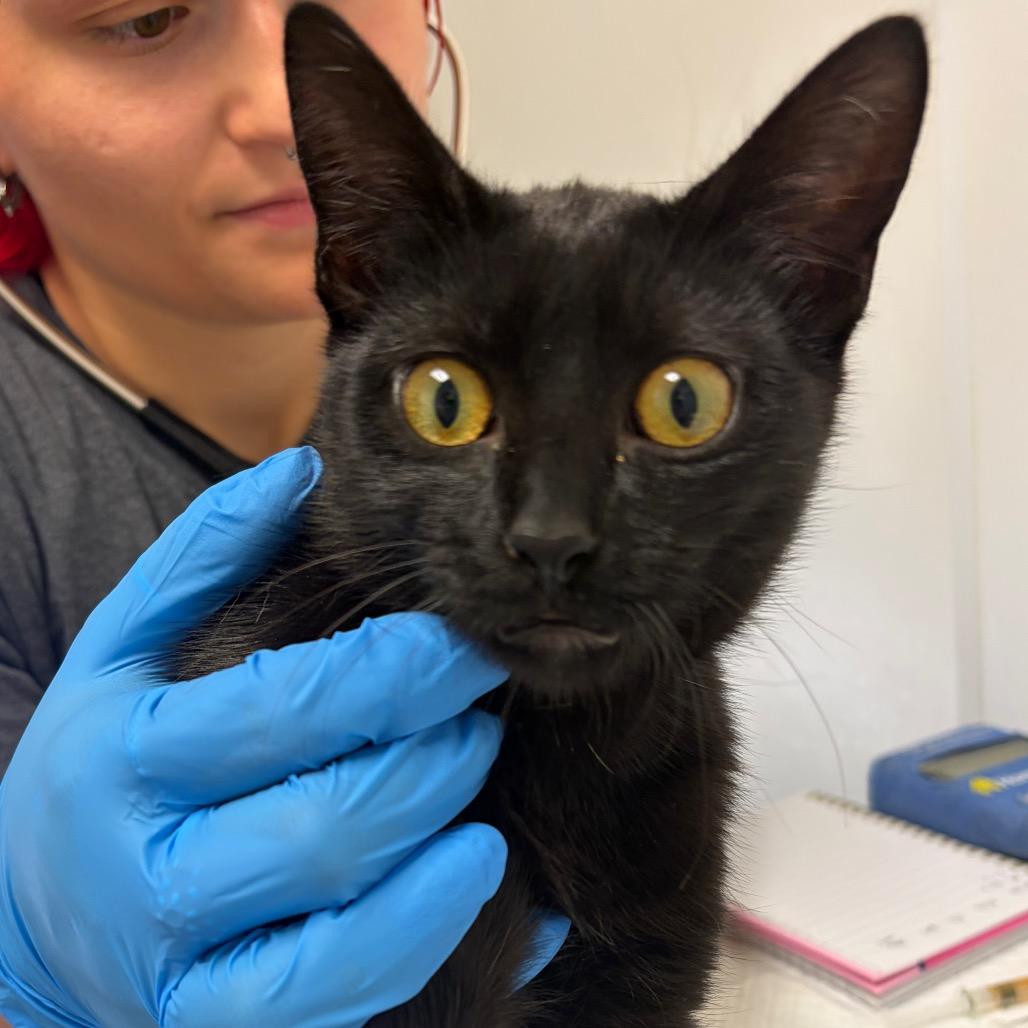 Enlarge Onyx, a Adoptable mixed breed in Nashville, TN image 4/6