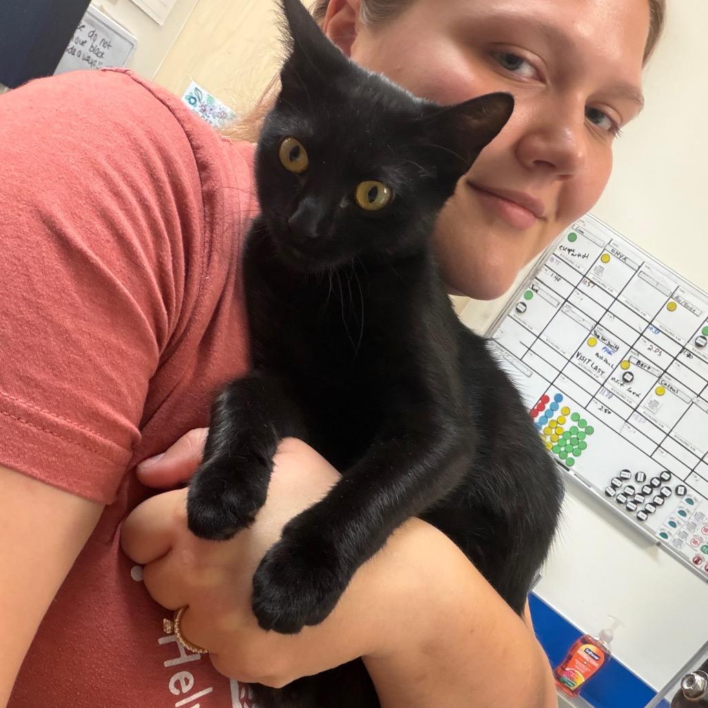 Enlarge Onyx, a Adoptable mixed breed in Nashville, TN image 5/6