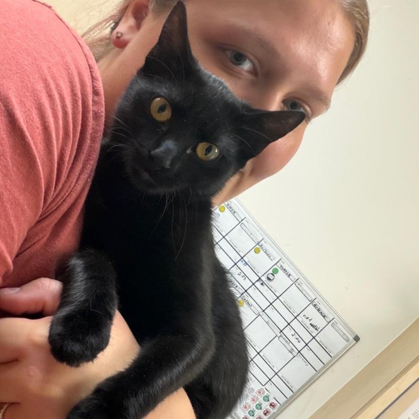 Enlarge Onyx, a Adoptable mixed breed in Nashville, TN image 6/6