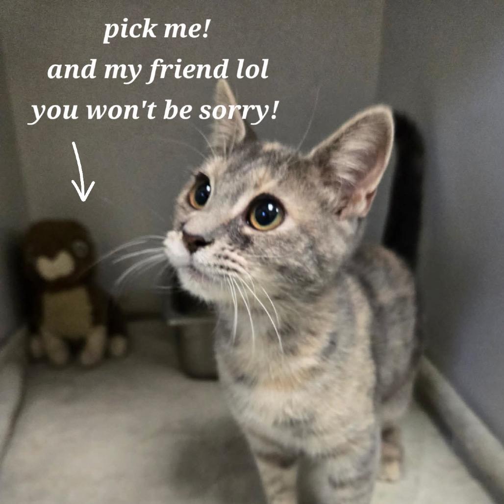 Nessarose, Adoptable, Kitten Female Domestic Short Hair.