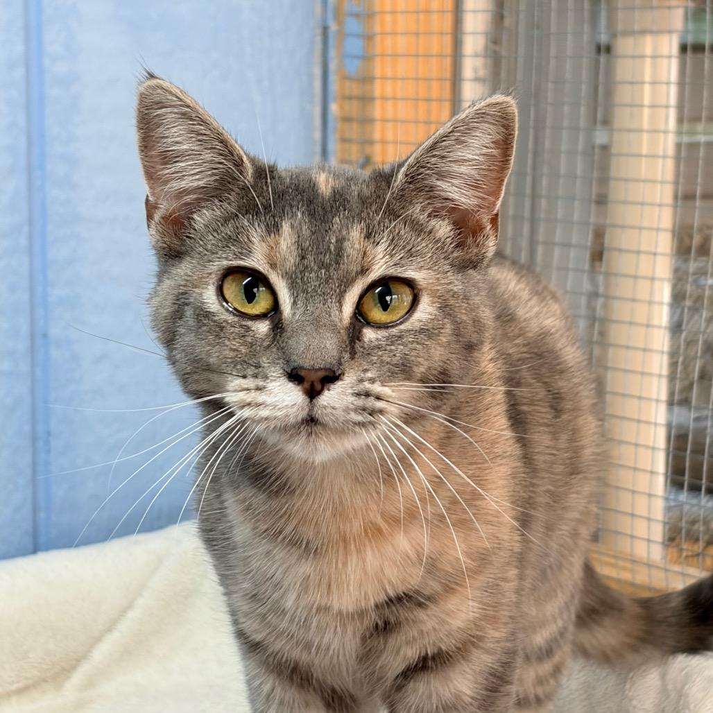 Nessarose, a Adoptable Domestic Short Hair in Aldie, VA image 2/2