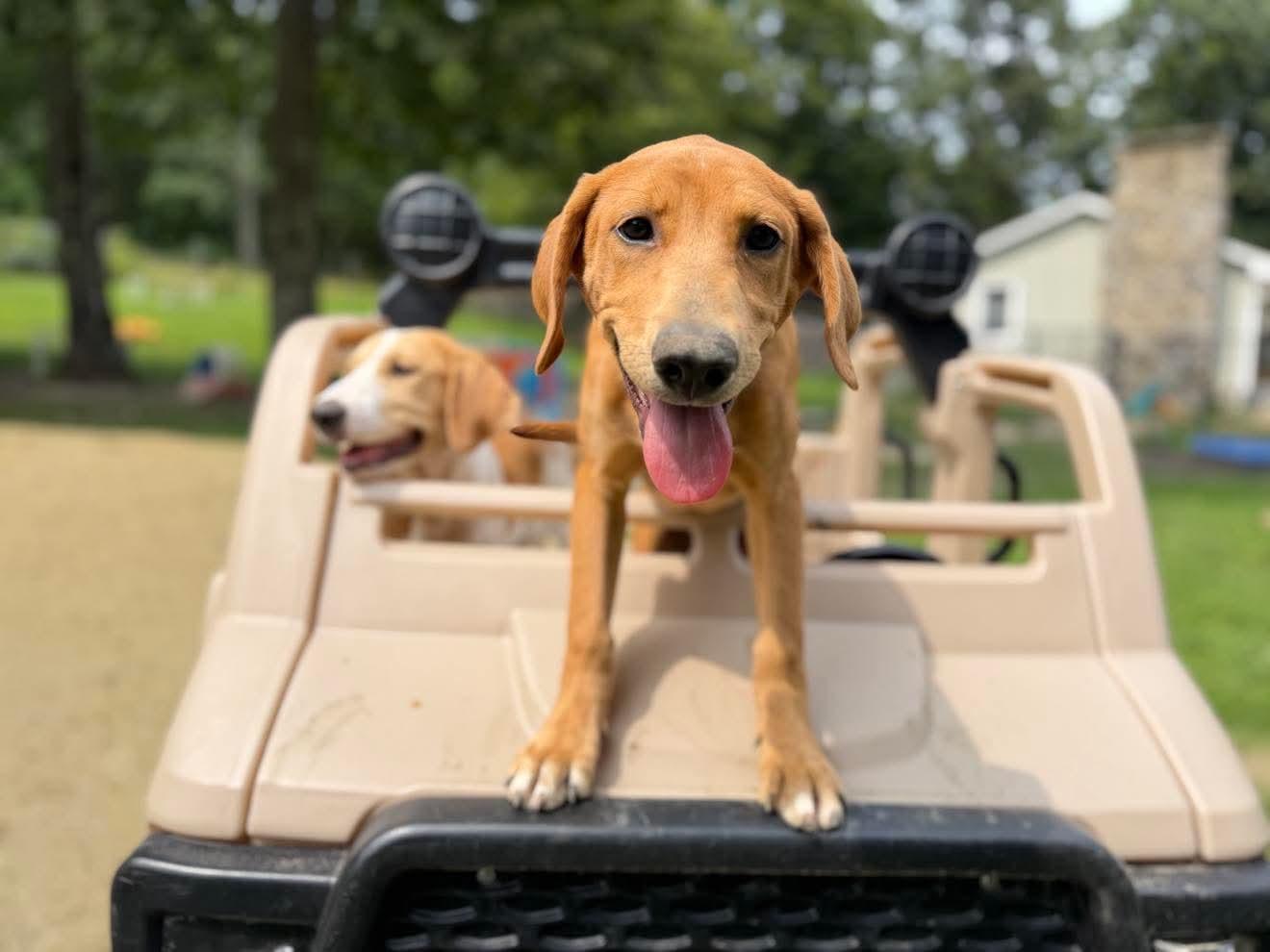 Dakota, Adoptable, Puppy Male Hound.
