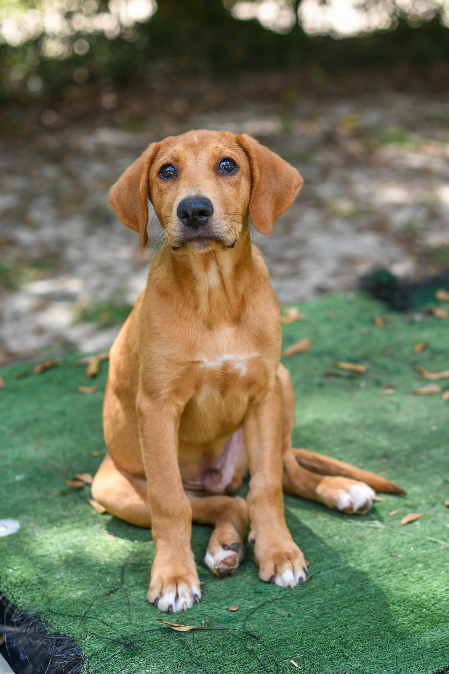 Enlarge Dakota, a Adoptable mixed breed in Argyle, NY image 4/6